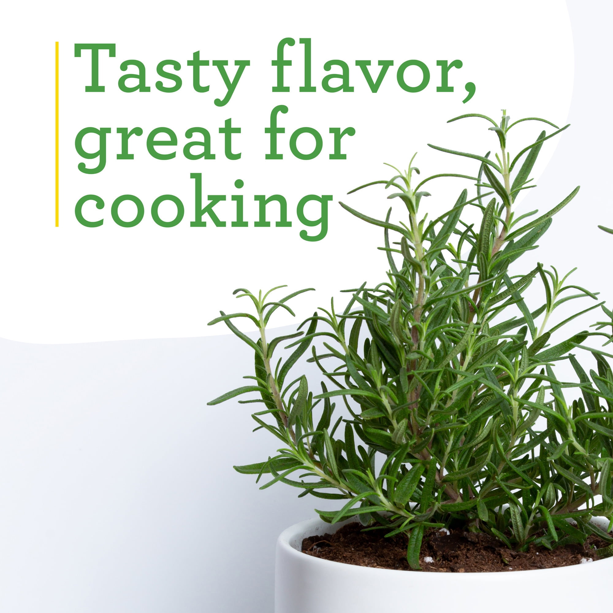 Bonnie Plants Rosemary, Plant in Containers, Easy-To-Grow, 8 in.