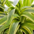 thumbnail image 2 of Expert Gardener 12" Variegated Liriope Live Plants in 2QT Growers Pot Partial Shade, 2 of 6