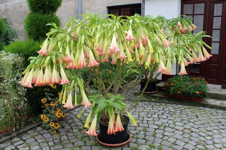 Pink Angel's Trumpet – Fragrant Flowering Live Plant for Garden & Landscape
