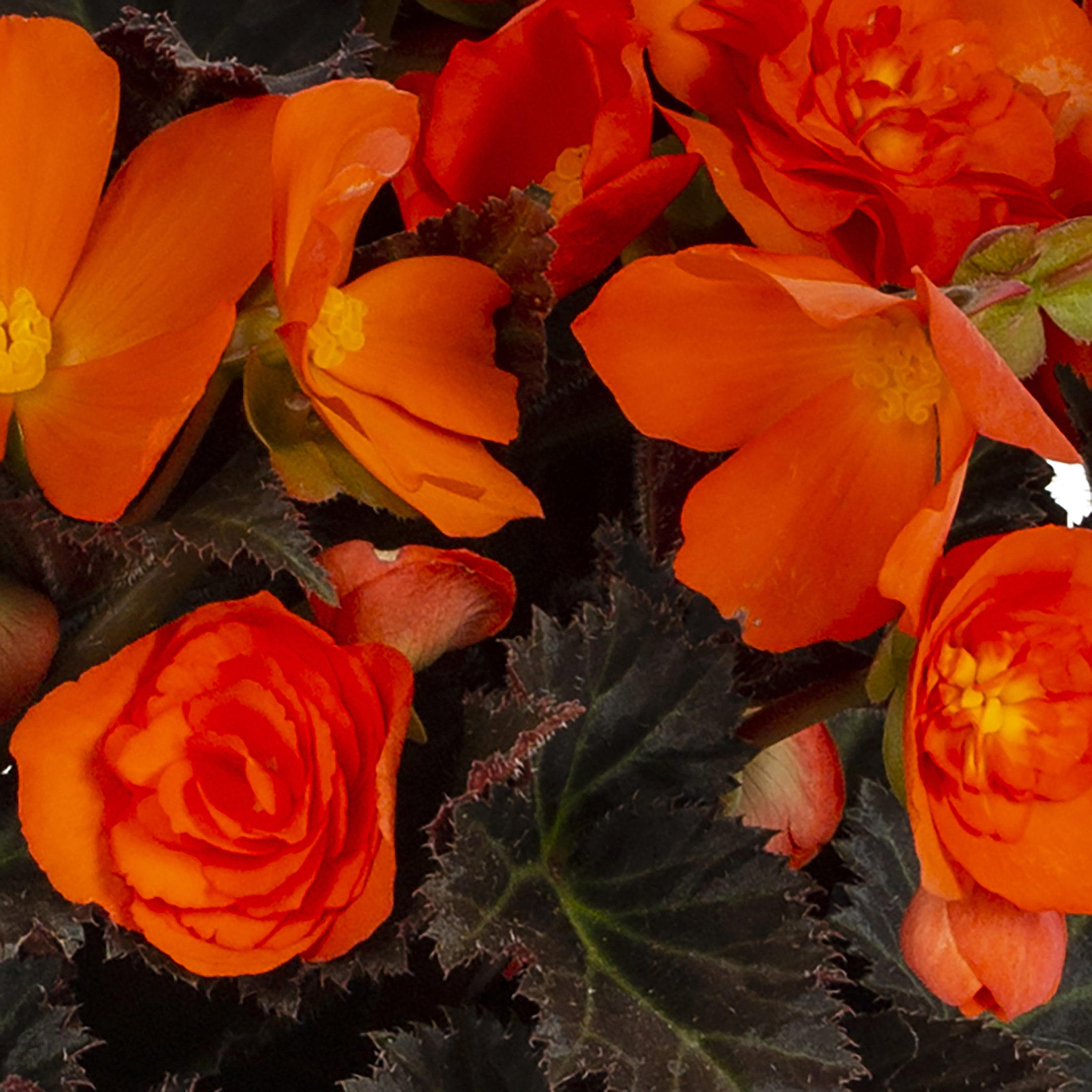 Expert Gardener 1.5gal Orange Begonia Live Annual Plant Hanging Basket Shade