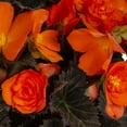 thumbnail image 3 of Expert Gardener 1.5gal Orange Begonia Live Annual Plant Hanging Basket Shade, 3 of 5