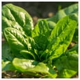 thumbnail image 5 of Everwilde Farms - 500 Bloomsdale Spinach Seeds - Gold Vault Jumbo Bulk Seed Packet, 5 of 5