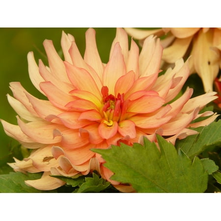LAMINATED POSTER Grow Orange Flora Dahlia Flower Growth Plant Poster Print 24 x 36