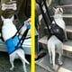 thumbnail image 5 of Arnés de elevación para perros, soporte y movilidad, ayuda para levantar perros con asa. SG, 5 of 8