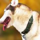 thumbnail image 3 of Collar de piel para perros - Collar acolchado para mascotas - Collar para cachorros auténtico ajustable - adecuado para tamaños pequeños, 3 of 5