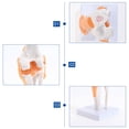 thumbnail image 4 of Modelo anatómico de articulación de rodilla médica con ligamentos, tamaño natural, para la enseñanza médica, el estudio de estudiantes, la educación científica, 4 of 5