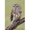 thumbnail image 2 of Jones, Adam 11x14 White Modern Wood Framed Museum Art Print Titled - Barred owl-Strix varia-Florida, 2 of 4