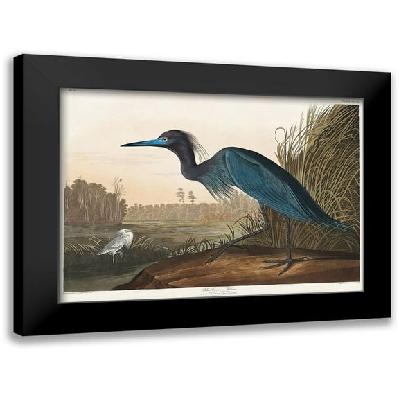 Audubon, John James 14x11 Black Modern Framed Museum Art Print Titled - Blue Crane or Heron