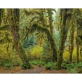 thumbnail image 2 of Jaynes Gallery 32x26 Black Ornate Wood Framed with Double Matting Museum Art Print Titled - Washington State-Olympic National Park Trail through mossy forest, 2 of 4