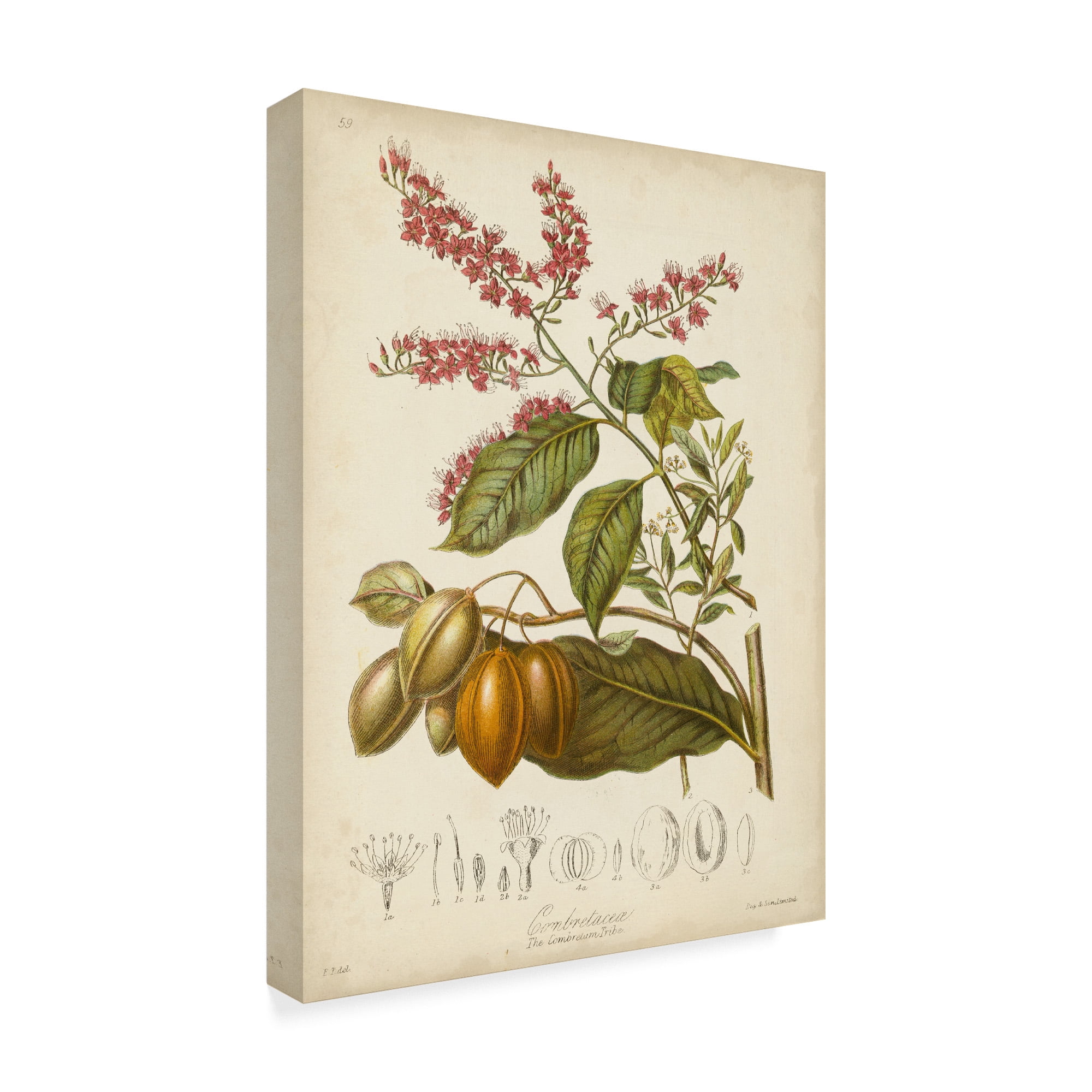 Trademark Fine Art 'Twining Botanicals IV' Canvas Art by Elizabeth Twining