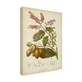 thumbnail image 2 of Trademark Fine Art 'Twining Botanicals IV' Canvas Art by Elizabeth Twining, 2 of 4