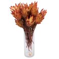 thumbnail image 1 of Vickerman H1RRS500 13 x 3 Po. Repens Sugar Star Bunch, Rouge - 25 Pcs, 1 of 1