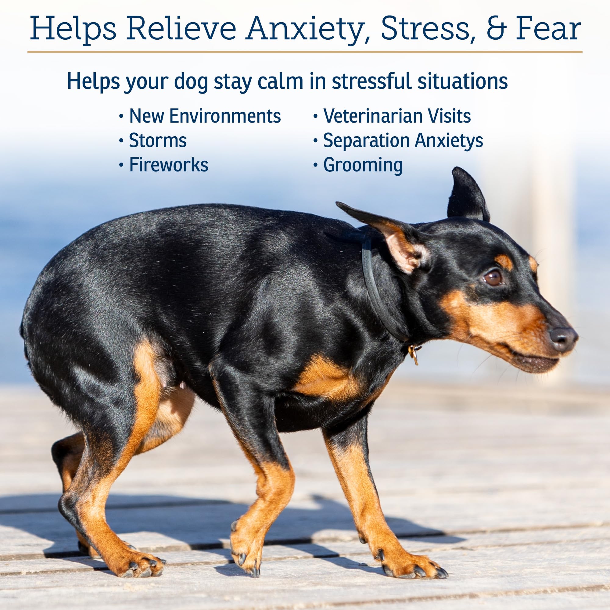 Rx Vitamins NutriCalm - Calming Care for Dogs with Valerian Root, Tryptophan, & Ashwagandha - Aids in Separation Anxiety Relief for Dogs and Stress Relief - Dog Road Trip Essentials & Relaxant - 50ct