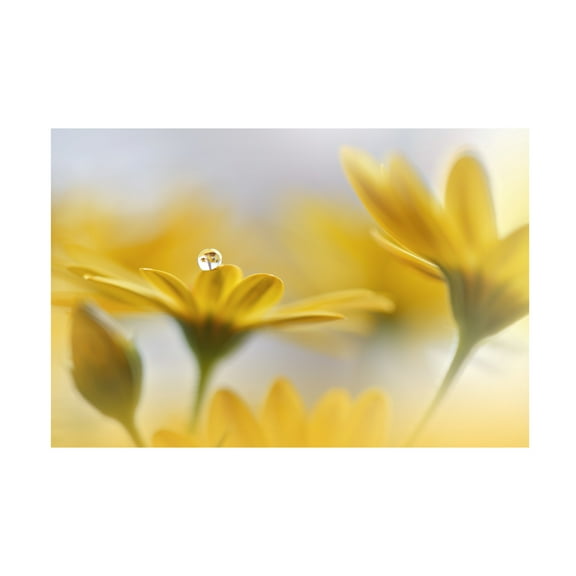 Trademark Fine Art Juliana Nan  Summer Melody Canvas Wall Art