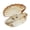 Champagne, variant on Yihuala Beautiful Figurine Decorative Seashells Decoration For Modern Homes Interior
