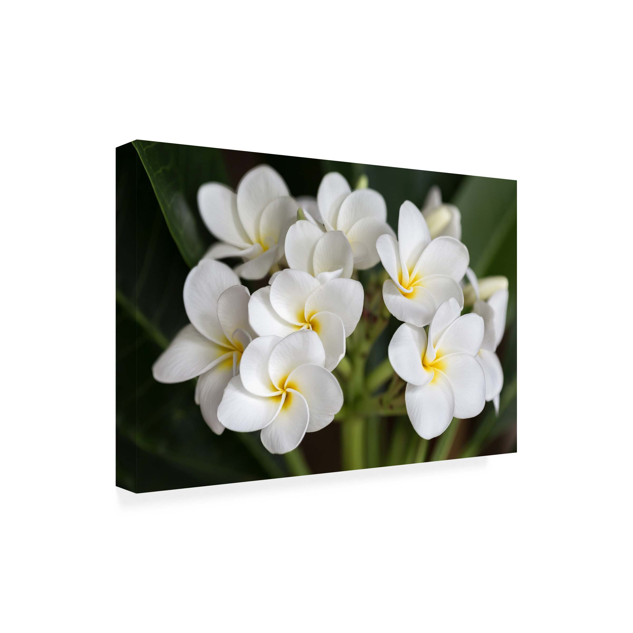 Trademark Fine Art Pierre Leclerc Plumeria Flowers Canvas Wall Art - 30x47
