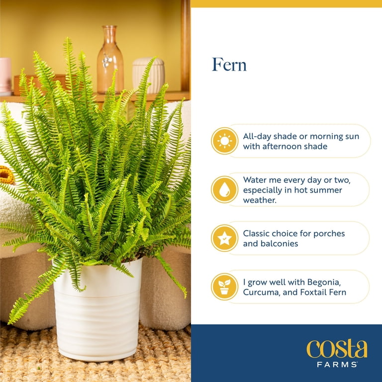 Costa Farms 8