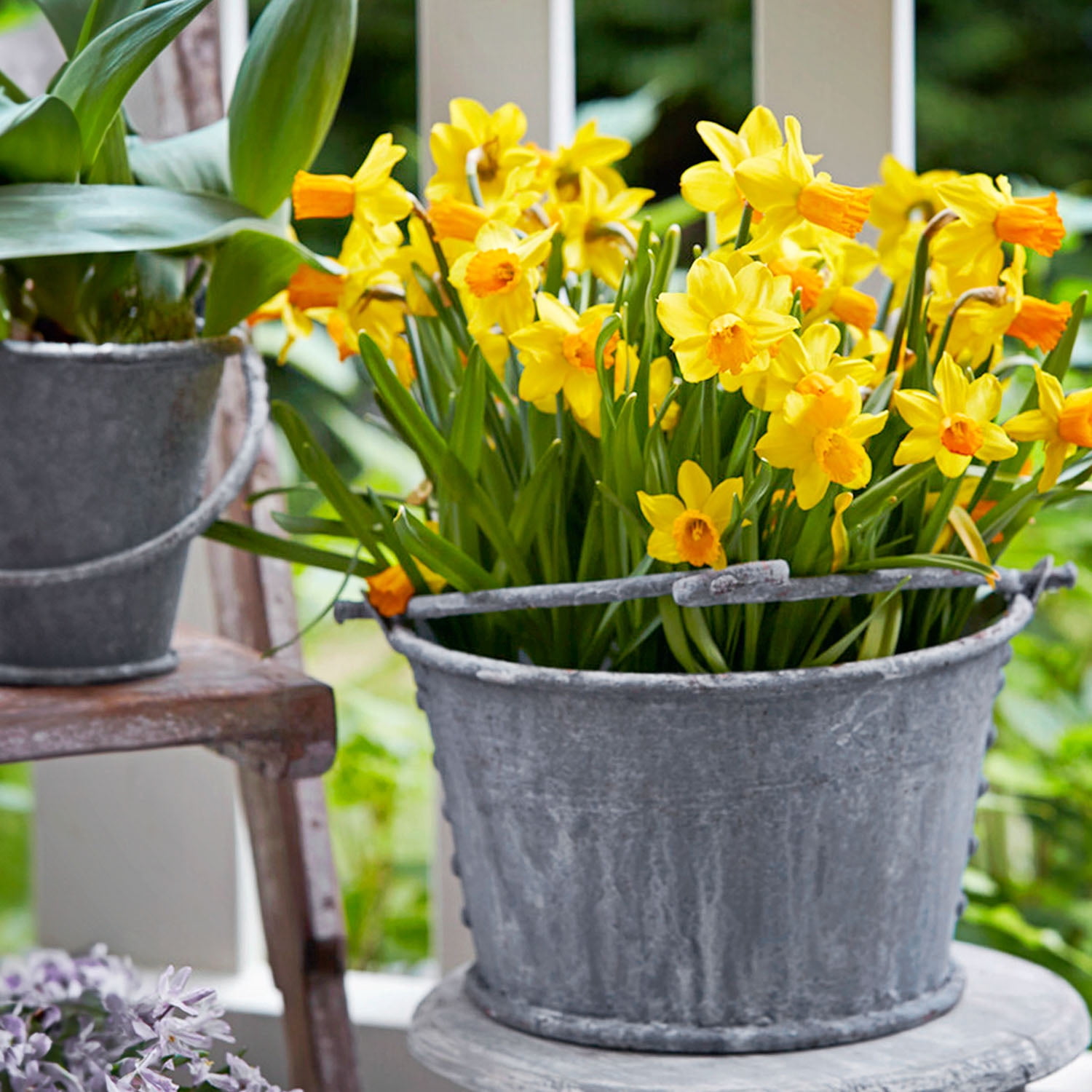 Garden State Bulb Narcissus Cyclamineus Jetfire Mix Daffodil Flower Bulbs, 12/14cm (Bag of 50)