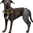 thumbnail image 3 of Dog Knee Brace For Acl, Knee Cap Dislocation, Arthritis - Keeps The Joint Warm - Extra Support - Reduces Pain, 3 of 4