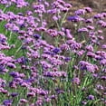 5000+ Verbena Seeds for DHF10 Planting NonGMO Heirloom Seeds