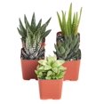 thumbnail image 1 of Shop Succulents | Alluring Collection of Live, Hand Selected Variety Pack of Mini 5 Different Aloe Plants in 2" Grower Pots, Easy to Grow and Hard to Kill, 1 of 4