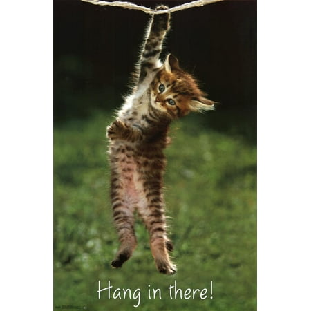 Kitten - Hang In There Poster - 22x34 (Best Way To Hang Posters)
