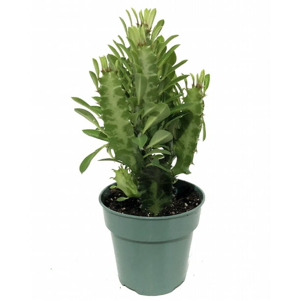 Good Luck Cactus Euphorbia 4" Pot Easy to grow!