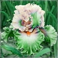 thumbnail image 4 of Iris Plant, Iris Is Cold-Resistant,  Excellent Choice For Gardeners, Pleasantly Scented - Good as Cut Flowers - Perennializing  Easy to Grow Live Plants - Outdoor Garden, ﻿, 4 of 5