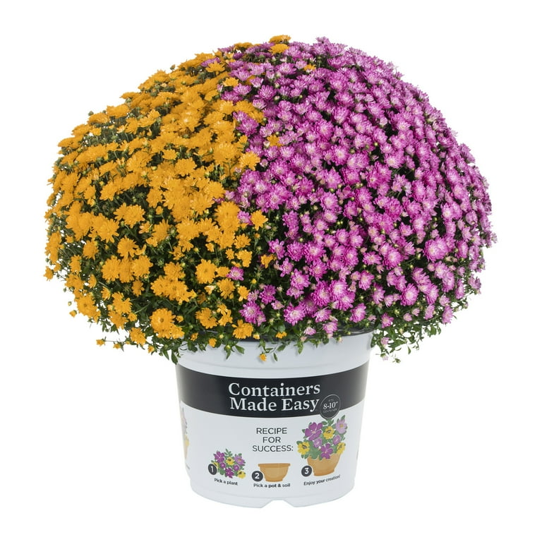 Containers Made Easy 3QT Orange Purple Hardy Chrysanthemum Live