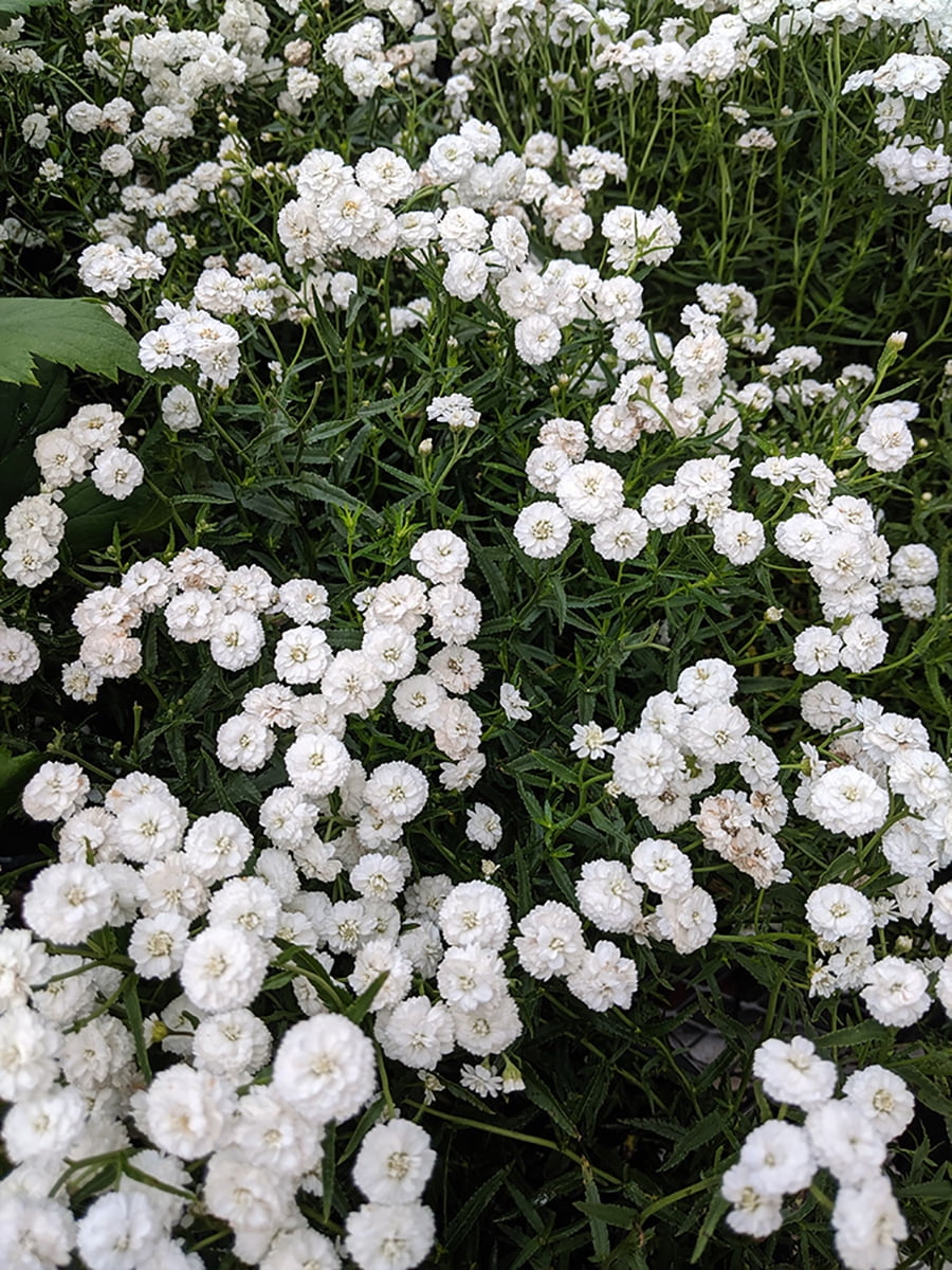Peter Cottontail Yarrow Achillea ptarmica Sun Lover 4" Pot