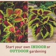Harris Seeds Kong Rose Coleus, Rose Red and Green Foliage Plants for Containers and Garden Beds, 100 Count