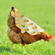 thumbnail image 4 of Delantal de gallina con montura de pollo de 3 piezas, chaqueta de pollo, delantal de gallina, fijador de plumas, cubierta trasera de ala de aves de corral, 4 of 6