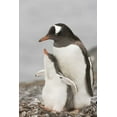 thumbnail image 2 of Grall, Don 13x18 White Modern Wood Framed Museum Art Print Titled - Antarctica, Gentoo penguin chick bonding, 2 of 4