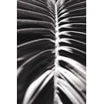 thumbnail image 2 of Wild Apple Portfolio 13x18 Black Ornate Wood Framed with Double Matting Museum Art Print Titled - Palm Detail II BW, 2 of 4