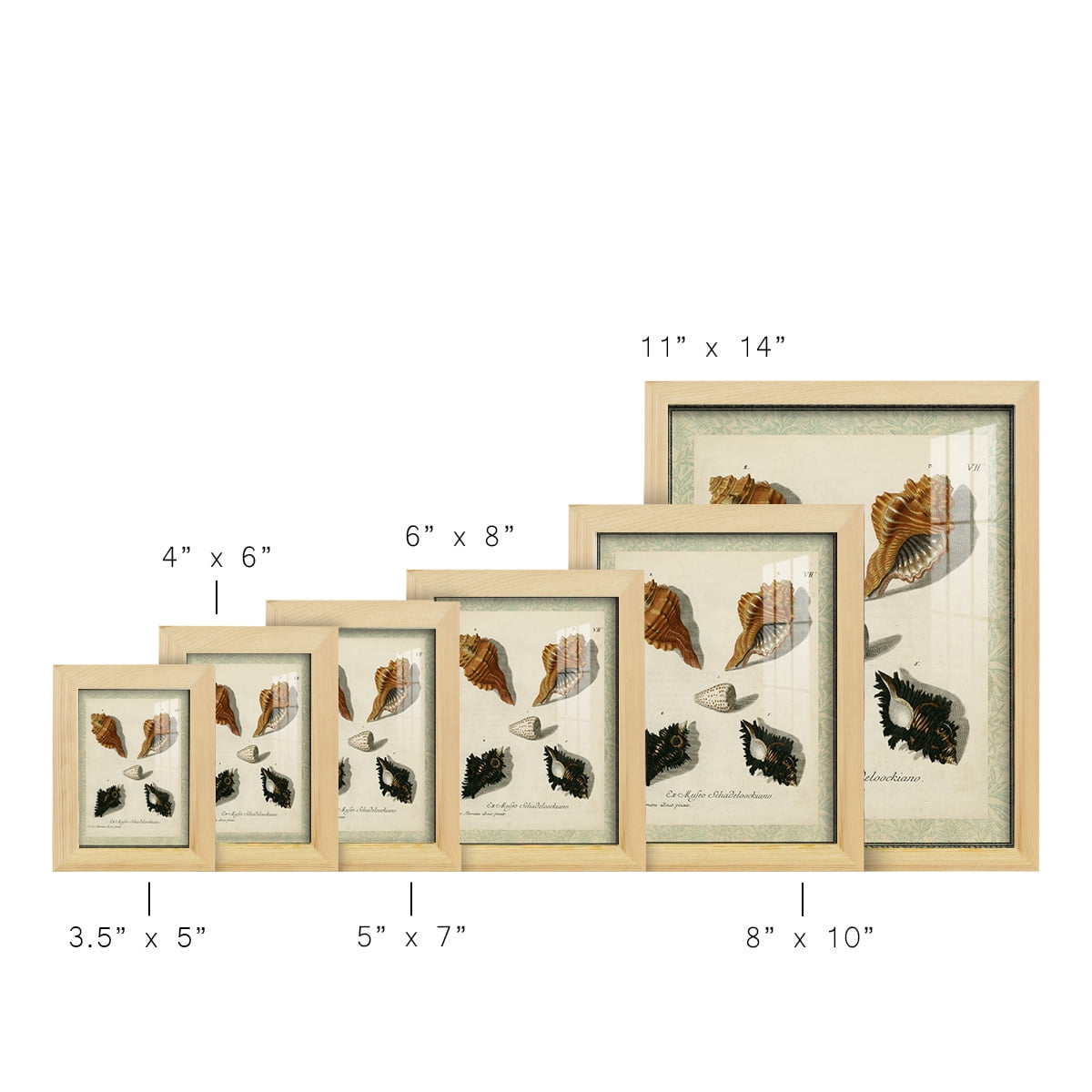 Bookplate Shells I - Framed Print w/glass - Natural Wood