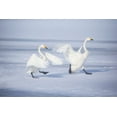 thumbnail image 2 of Goff, Ellen 32x23 White Modern Wood Framed Museum Art Print Titled - Japan-Hokkaido A pair of whooper swans celebrate loudly with each other after landing on the ice, 2 of 4
