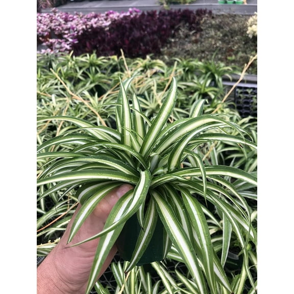Spider Plant ~ Reverse Variegated ~ Large Healthy Plant Ready for Home or Office