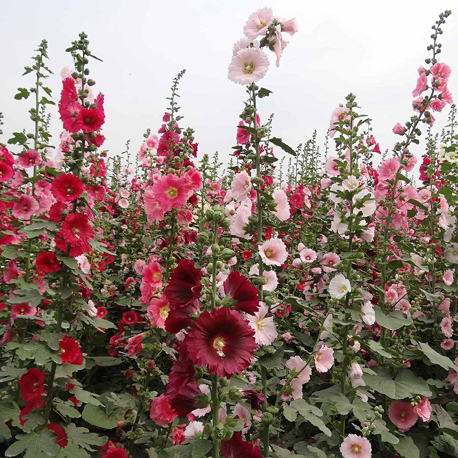 Powderpuffs Double Mix - Hollyhock Flower Garden Seeds ...
