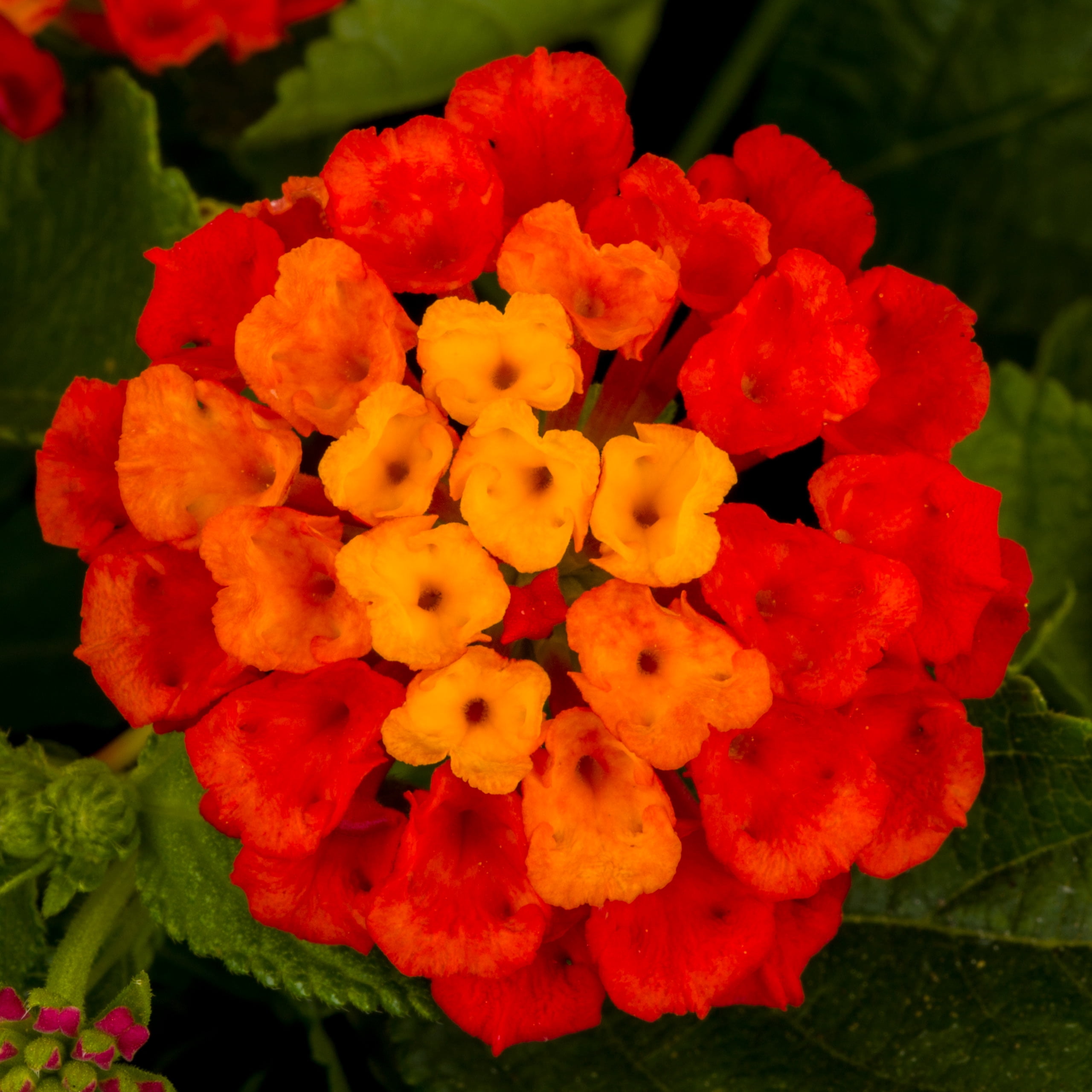 Better Homes & Gardens 2 Quart Multicolor Lantana Red Orange Annual Flowers Live Plants