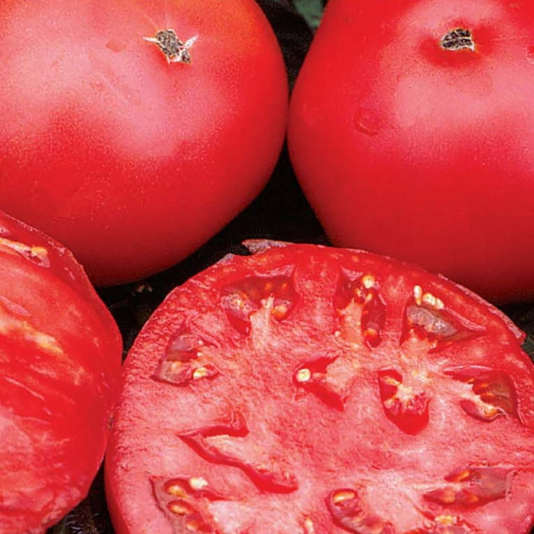 Ferry-Morse 15 PS Tomato Big Boy Hybrid Annual Vegetable Seeds