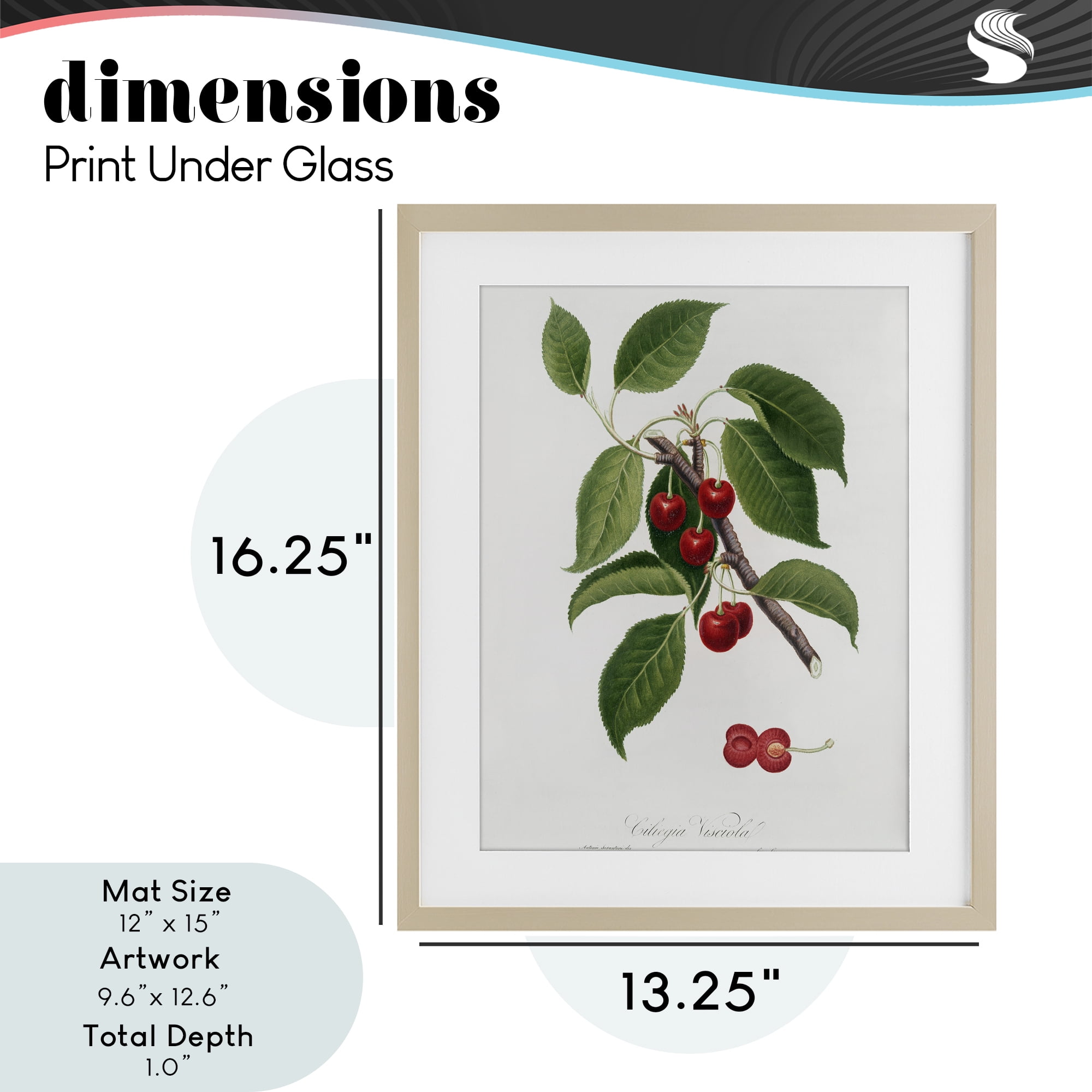 Latin Study of Cherry Plant Birch Framed Print Under Glass, design by Lettered and Lined
