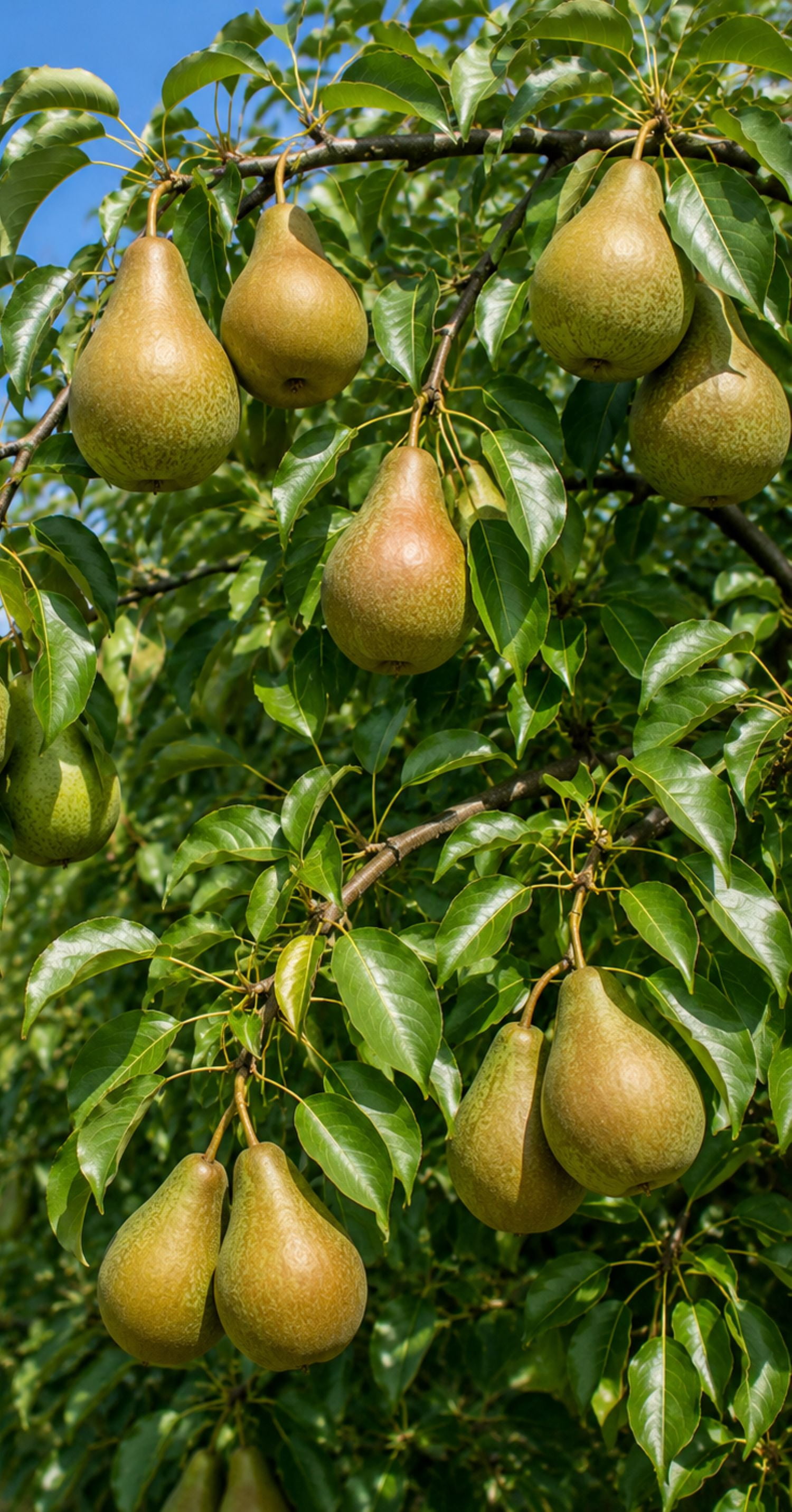 Expert Gardener 3.25 Gallon Pear Keifer Live Tree