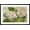 Black Frame, variant on Art.com Hydrangeas, Nantucket, Massachusetts Art Print, 18" x 12"