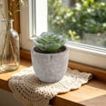 thumbnail image 5 of Small Fake Plants Realistic Lifelike Artificial Potted Succulents, Mini Durable Plastic 2.7x2.6x2.6 in with Pot Faux Plants for Home Office, Kitchen, and Indoor Table Decor, 5 of 6