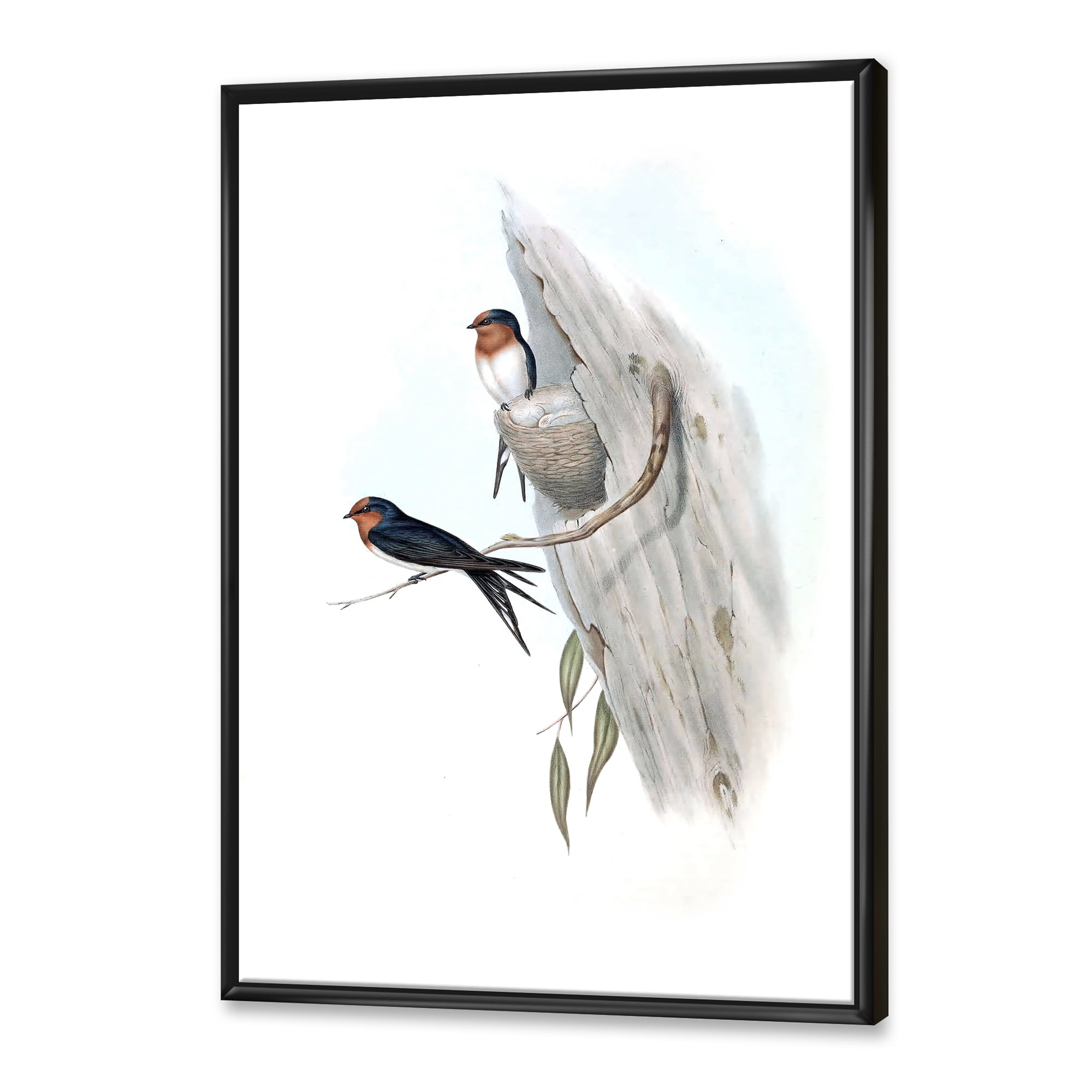 Designart 'Ancient Australian Bird Illustrations II' Traditional Framed Canvas Wall Art Print