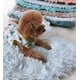 thumbnail image 5 of 2026 Pet Fleece Blanket Fluffy Dog Cat Blanket, 5 of 5