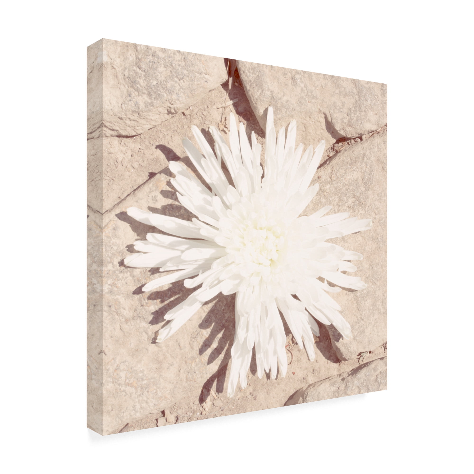 Trademark Fine Art 'Stone Blossom III' Canvas Art by Jason Johnson