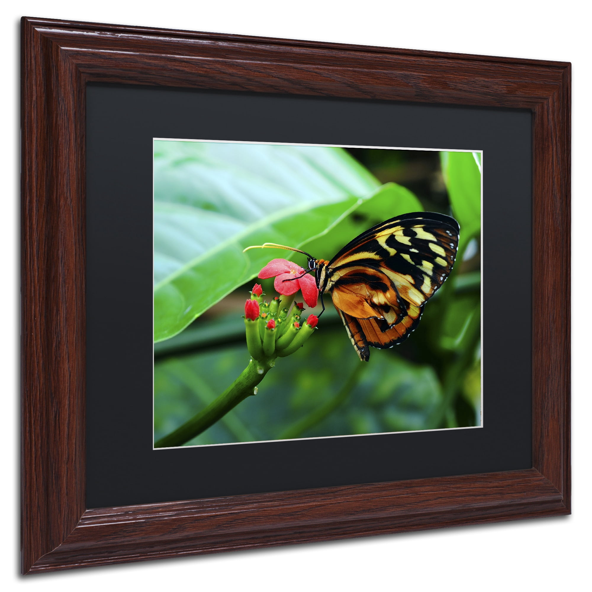 Trademark Fine Art "Cream Spotted Tigerwing" Canvas Art by Kurt Shaffer, Black Matte, Wood Frame