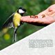 thumbnail image 5 of Wildlife Friend Hanging Bird Feeder - Feeding Bowl Outdoor Bird Feeder - Diameter: 18Cm - Metal Hanging Bird Feeder for Bird Food., 5 of 5