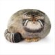 thumbnail image 1 of Pallas Cat Plush Pillow, Cute Steppe Cat Stuffed Animal Soft Plushies, 1 of 5